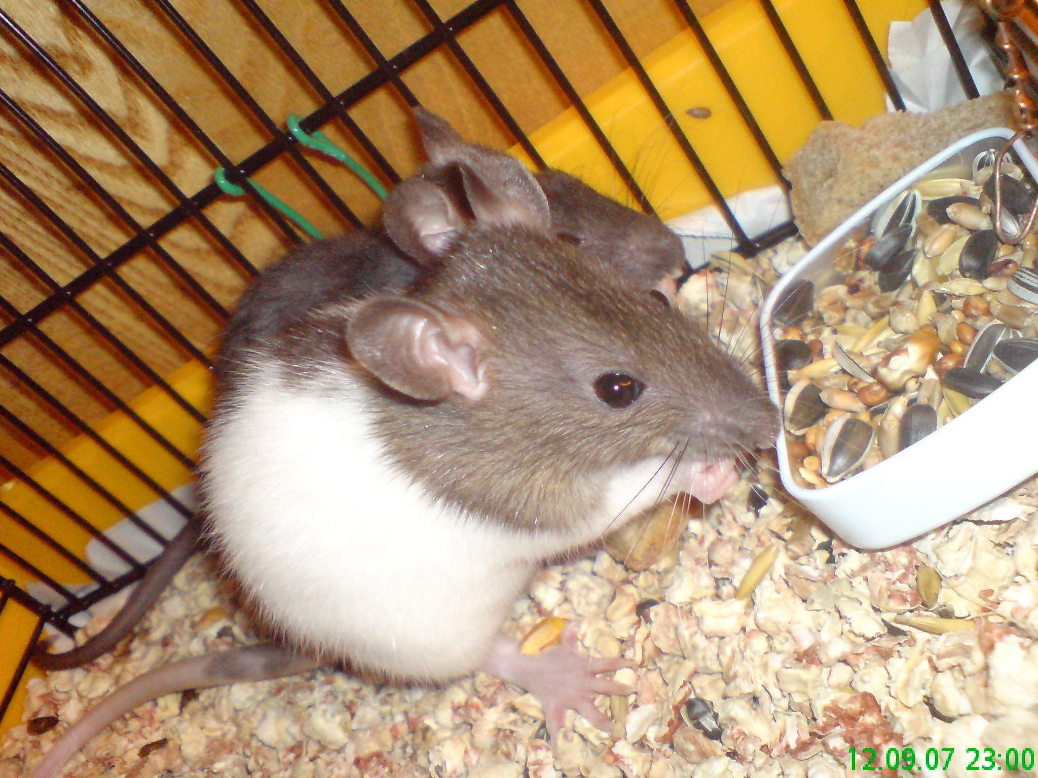 DSC00005.JPG